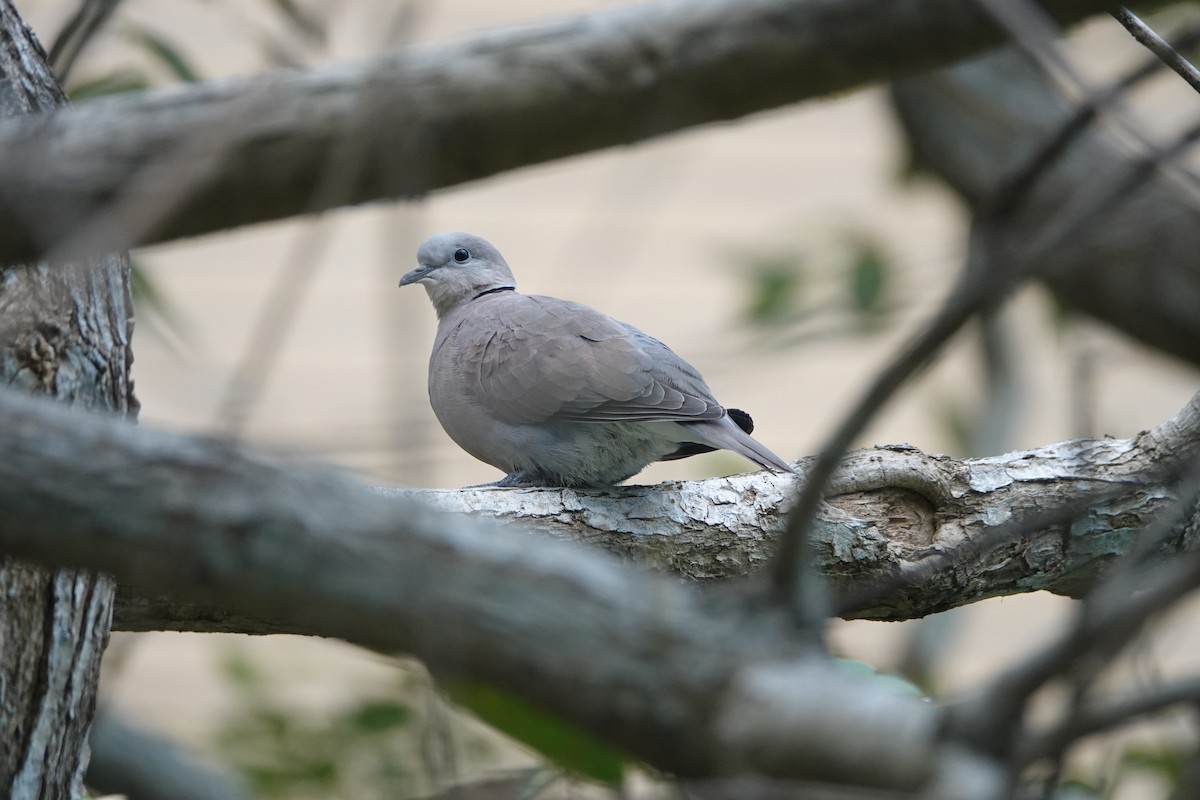 Red Collared-Dove - ML540444821