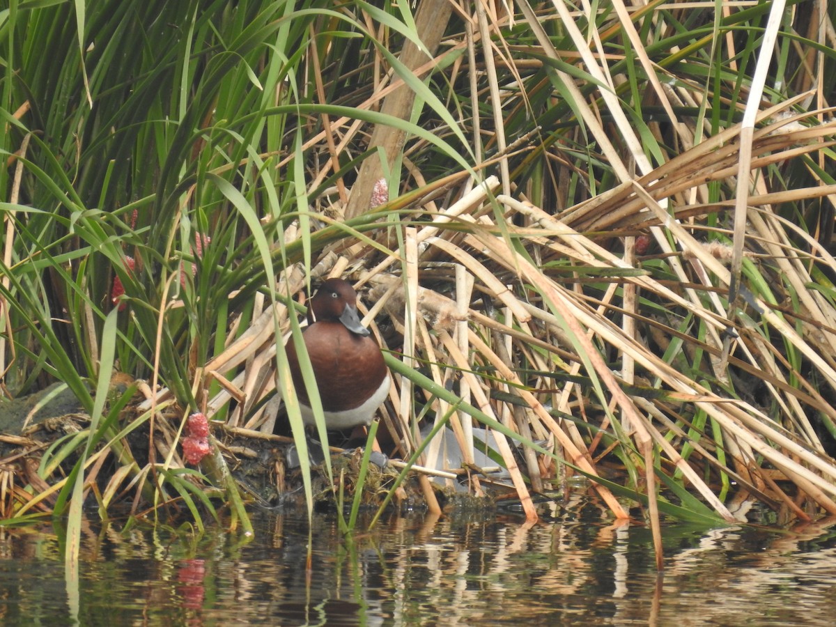 Ferruginous Duck - ML540445961