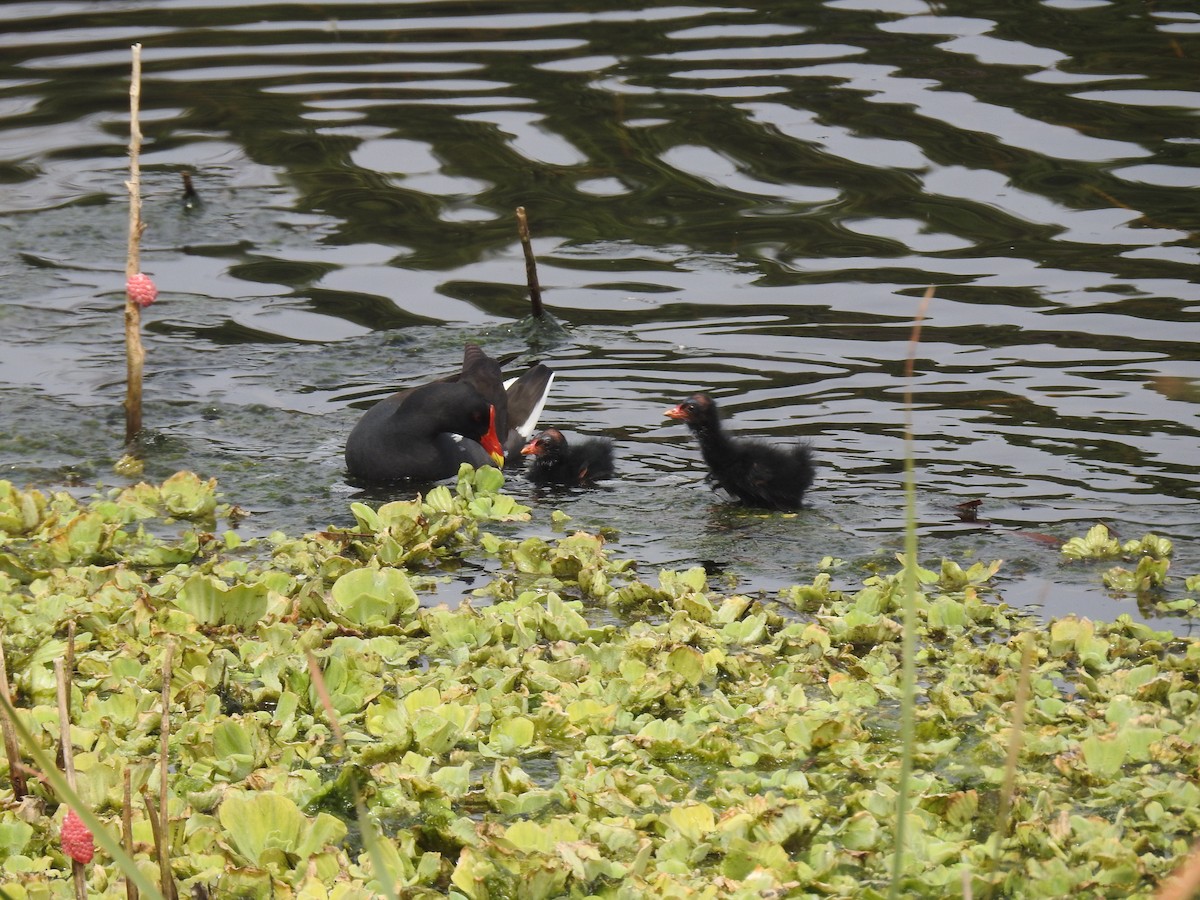 Eurasian Moorhen - ML540446161