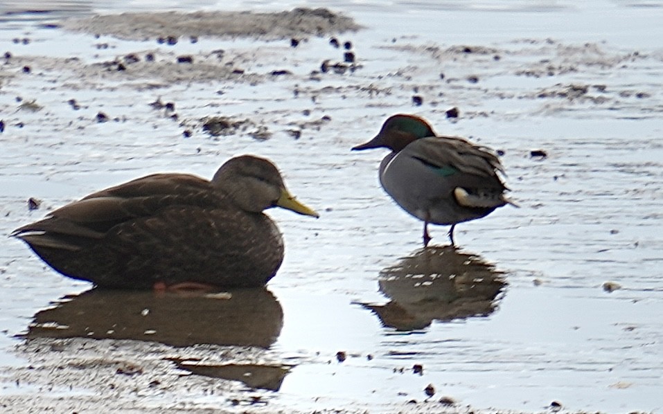 Green-winged Teal - ML540446221