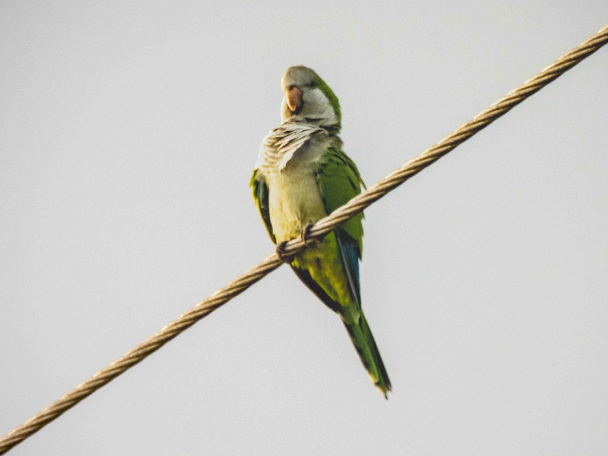 Monk Parakeet - ML540446551