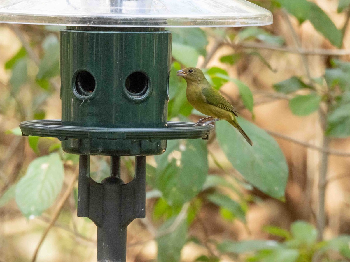 Painted Bunting - ML540447181