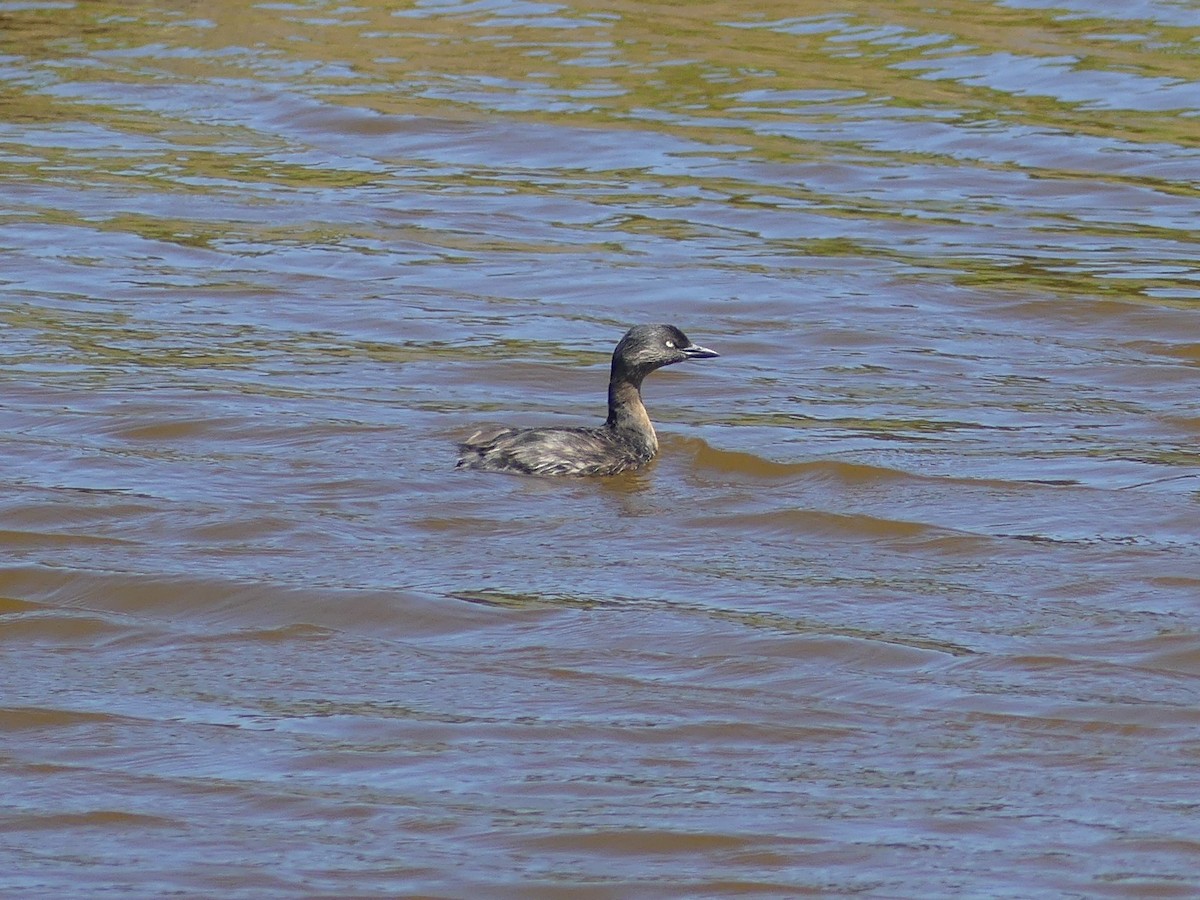 New Zealand Grebe - ML540448111