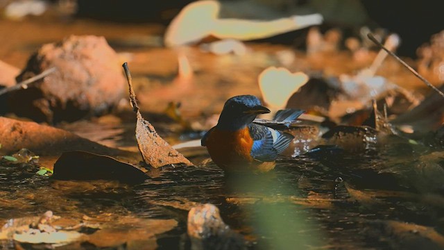 Blue-capped Rock-Thrush - ML540449141