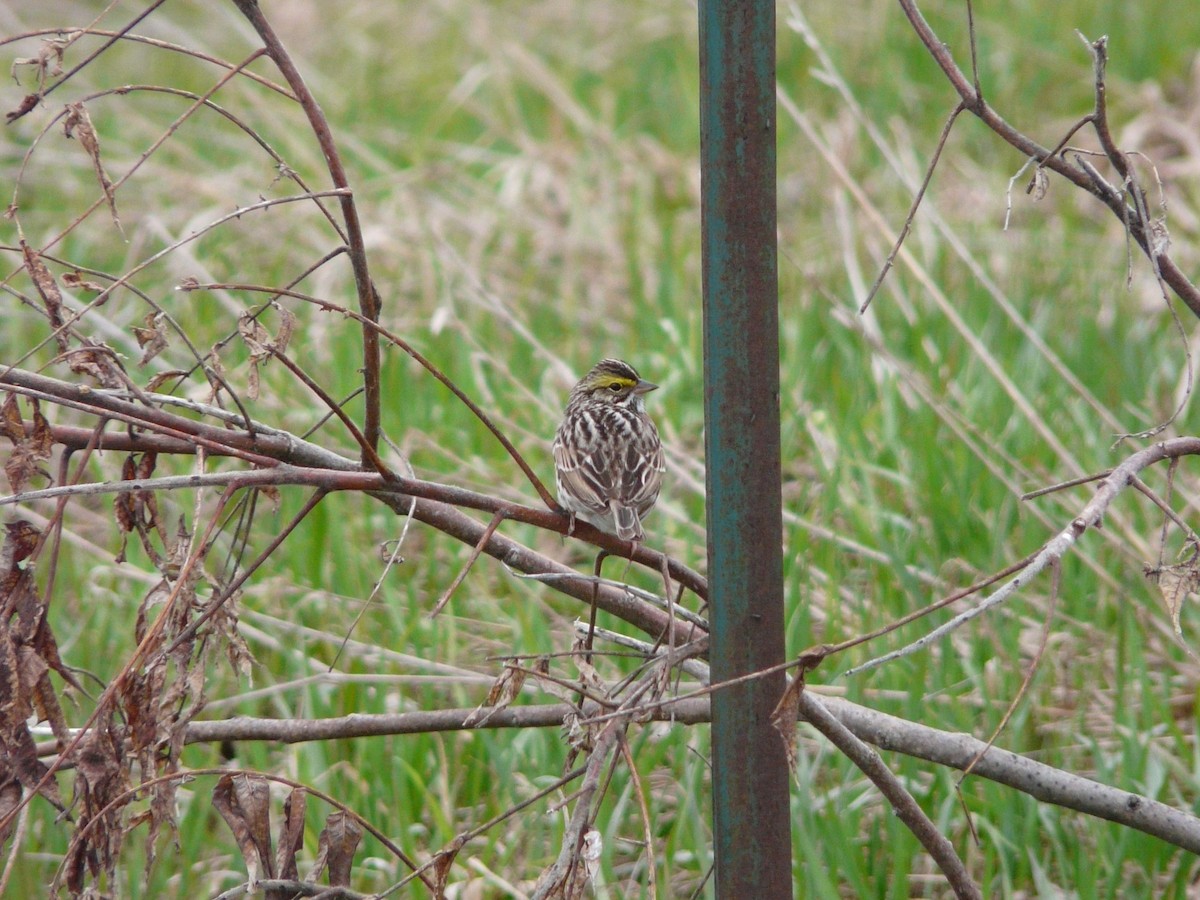 Savannah Sparrow - ML54044961