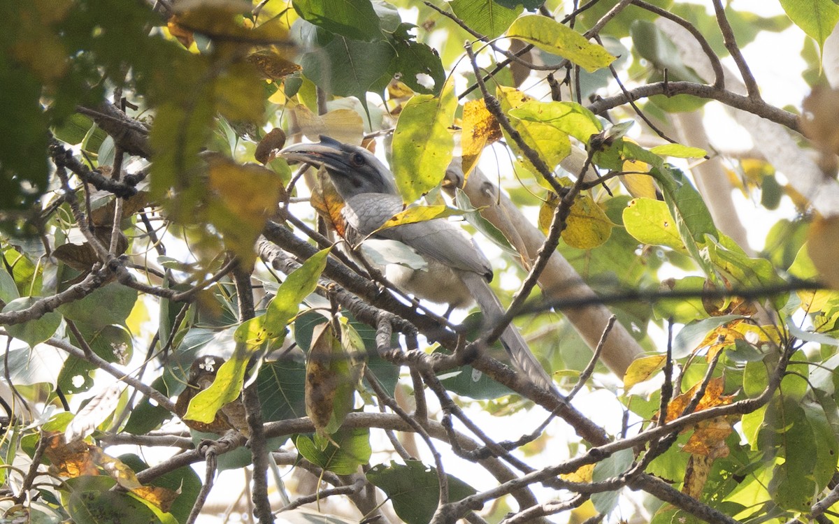 Indian Gray Hornbill - ML540450031