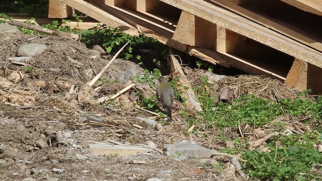 Eastern Yellow Wagtail - ML540450851