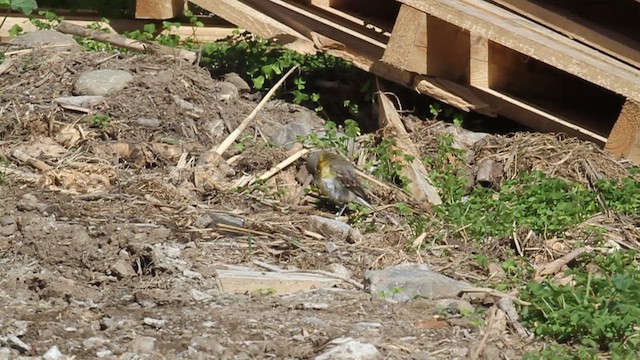 Eastern Yellow Wagtail - ML540450861