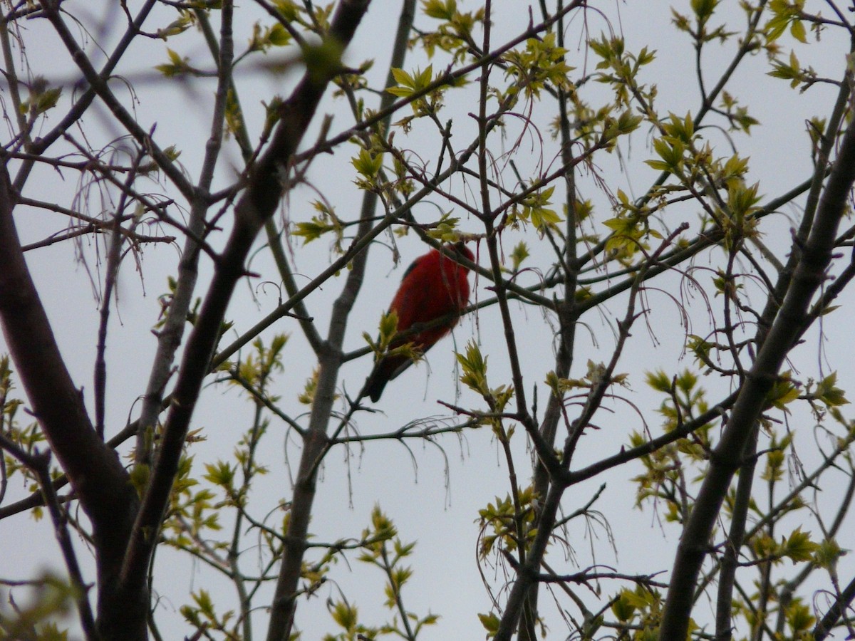 Scarlet Tanager - ML54045131