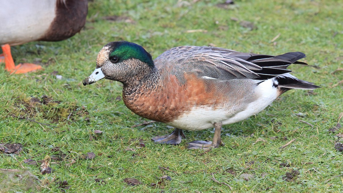 Eurasian x Chiloe Wigeon (hybrid) - Craig Reed
