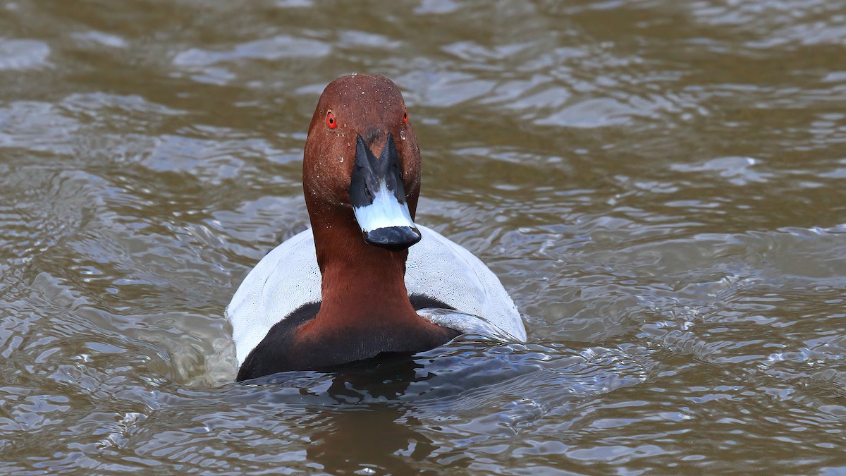 Common Pochard - ML540451471