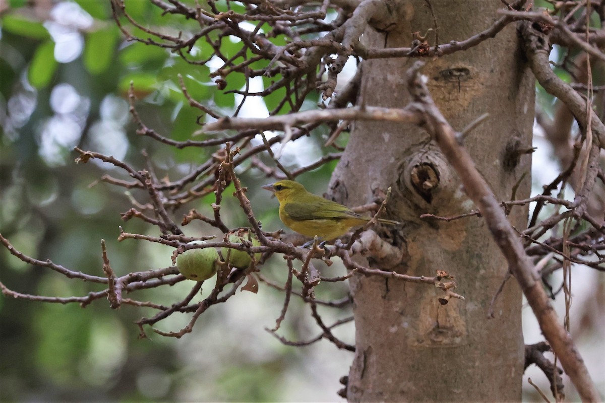 Olive-naped Weaver - Franck Ottaviani
