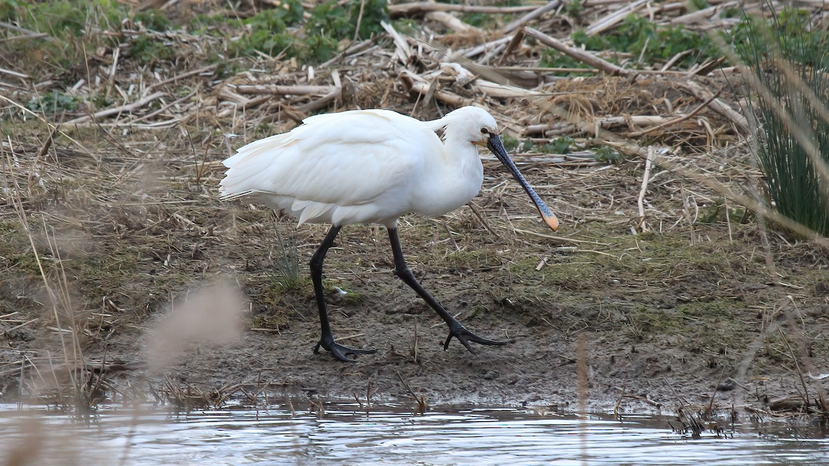 Eurasian Spoonbill - Craig Reed