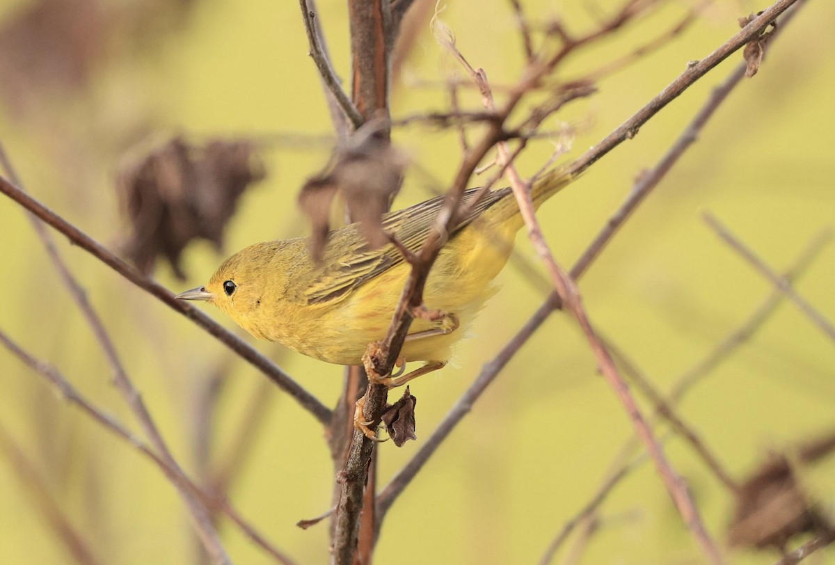 Yellow Warbler - ML540454021