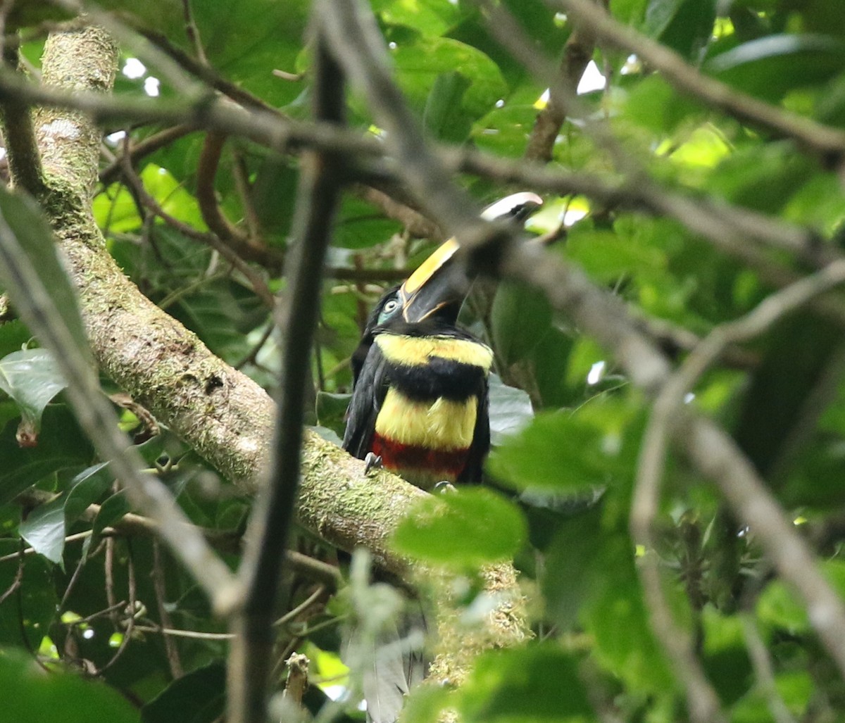 Many-banded Aracari - ML540455671