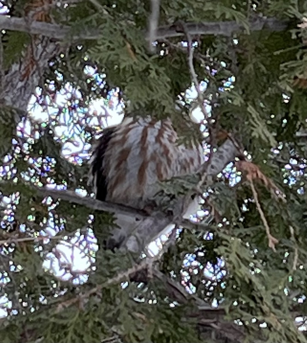 Northern Saw-whet Owl - ML540456981