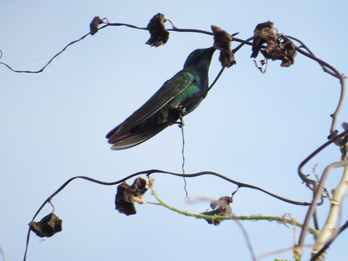 kolibřík tropický - ML540458701