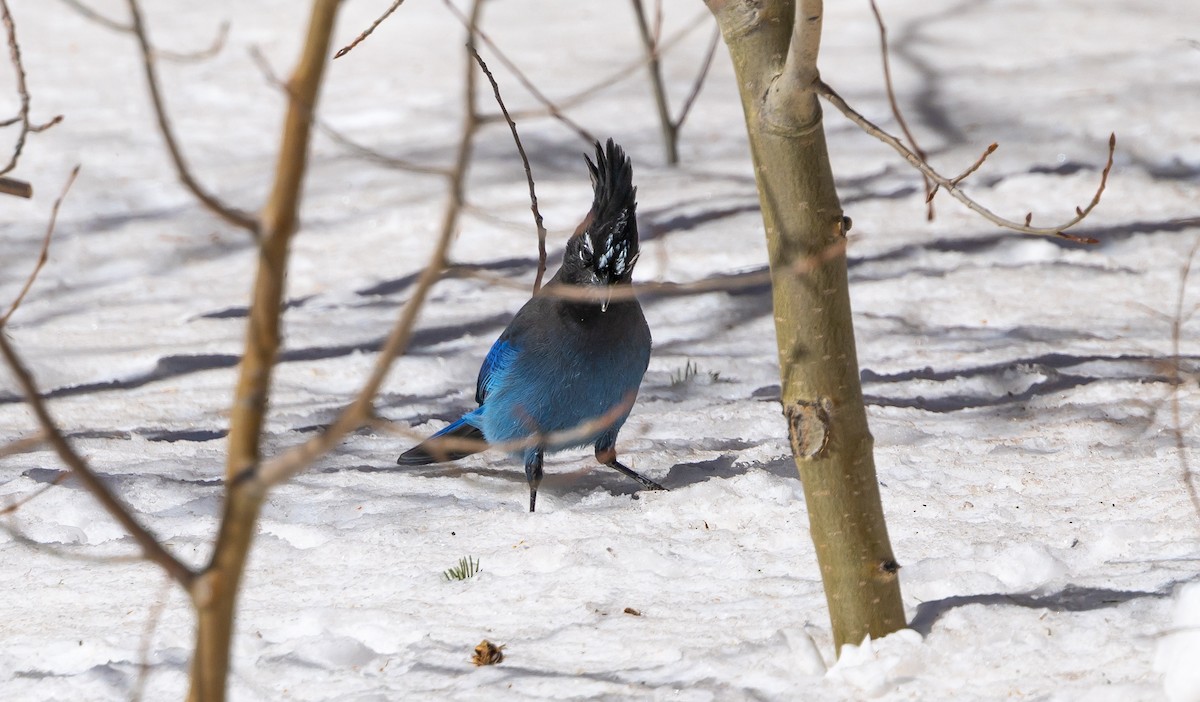 Steller's Jay - ML540458871