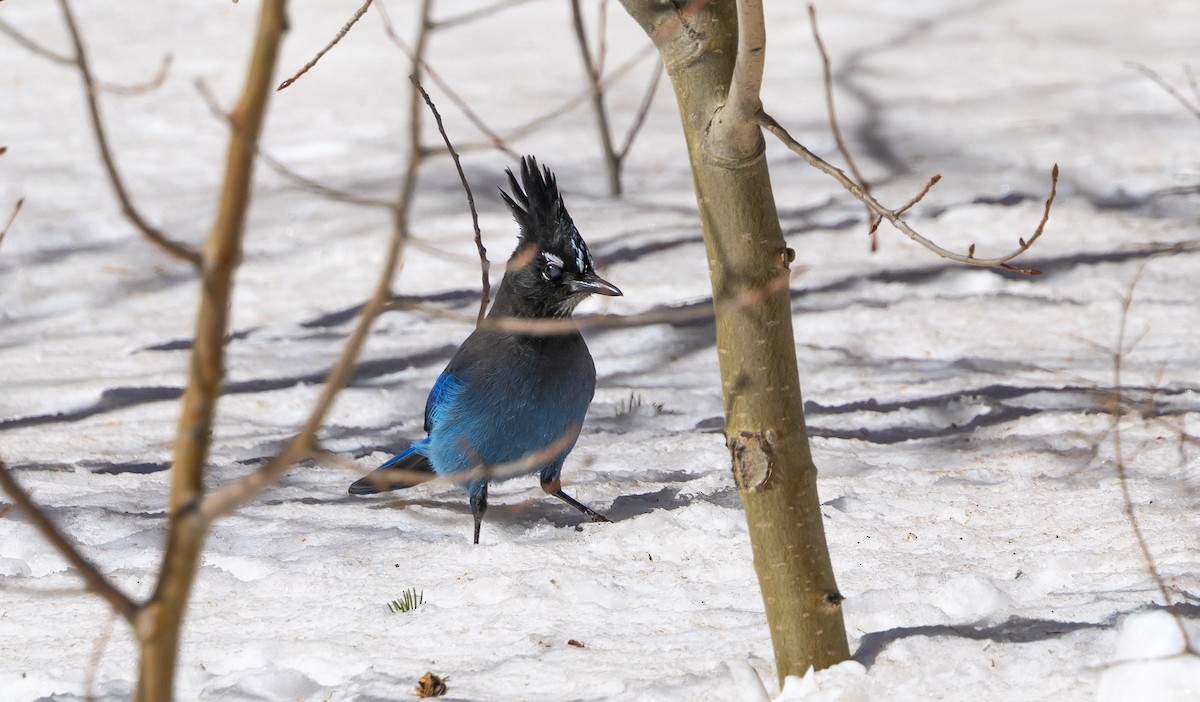 Steller's Jay - ML540458881