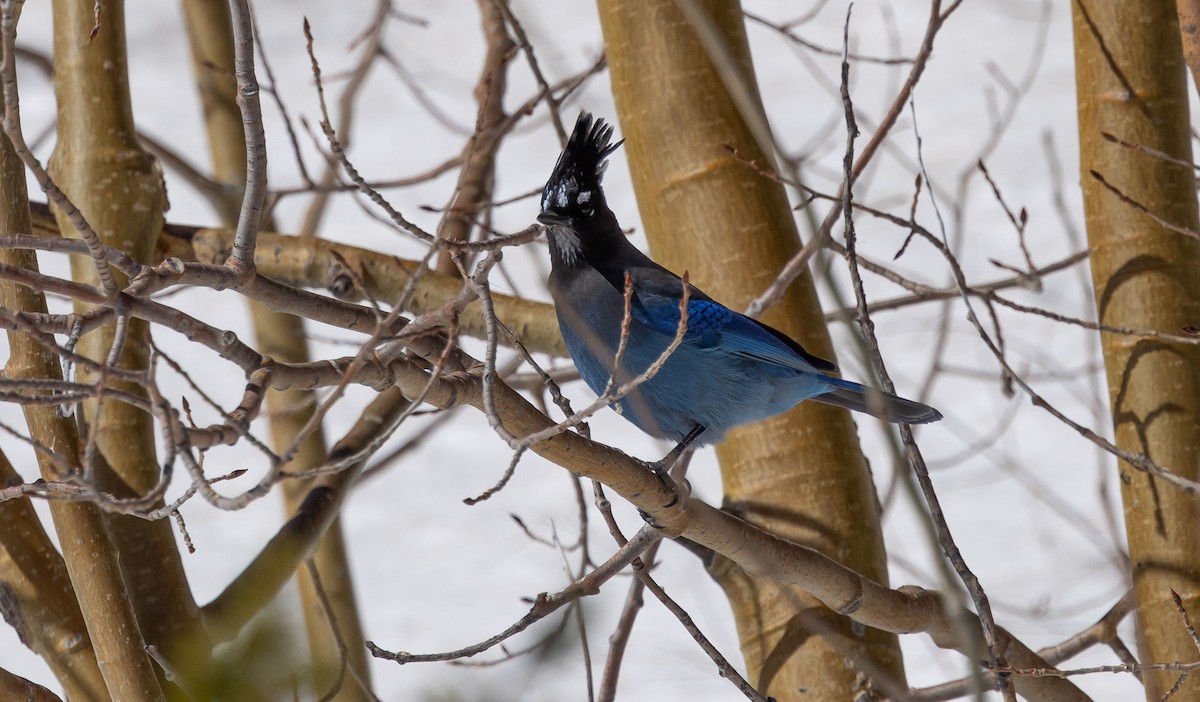 Steller's Jay - ML540458891