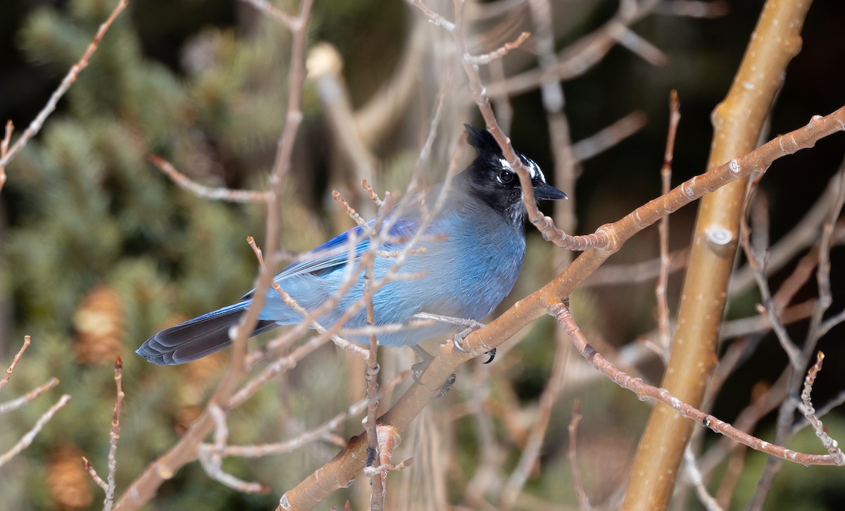 Steller's Jay - ML540458911