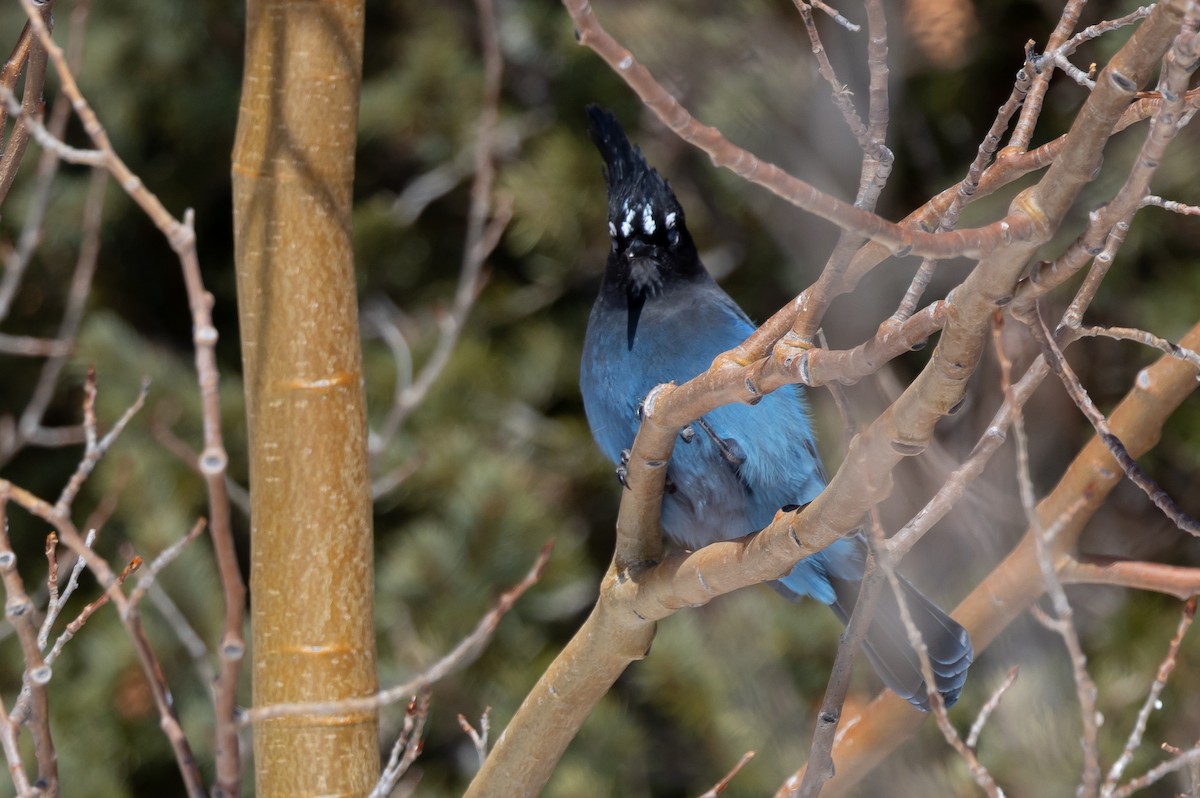 Steller's Jay - ML540458921