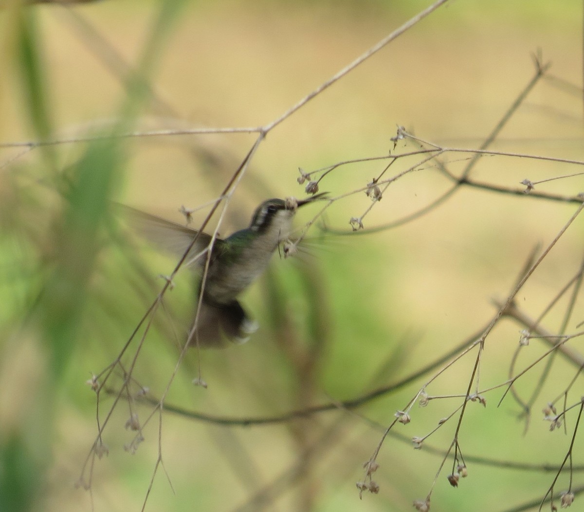 Blue-tailed Emerald - ML540459381