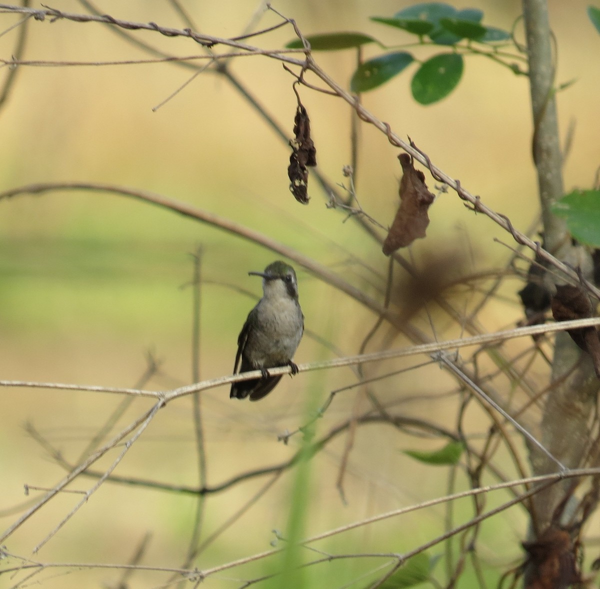 Blauschwanz-Smaragdkolibri - ML540459391