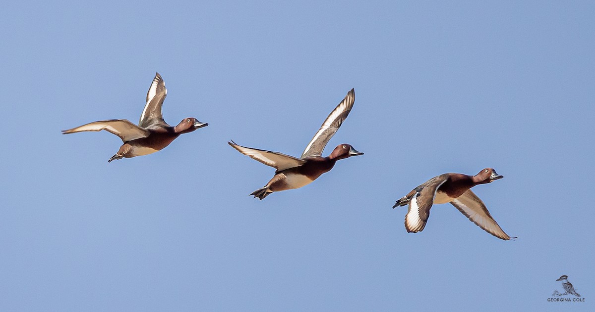 Ferruginous Duck - ML540460181