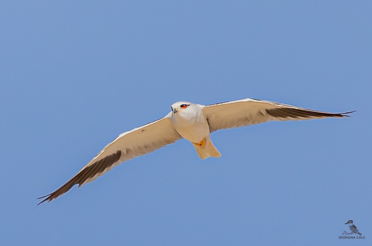 Black-winged Kite - ML540461031