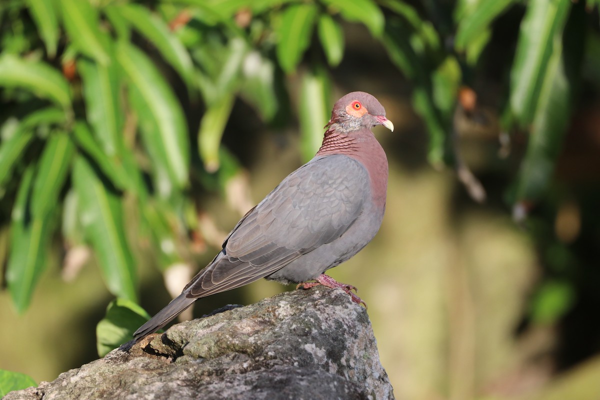 Scaly-naped Pigeon - ML540461151