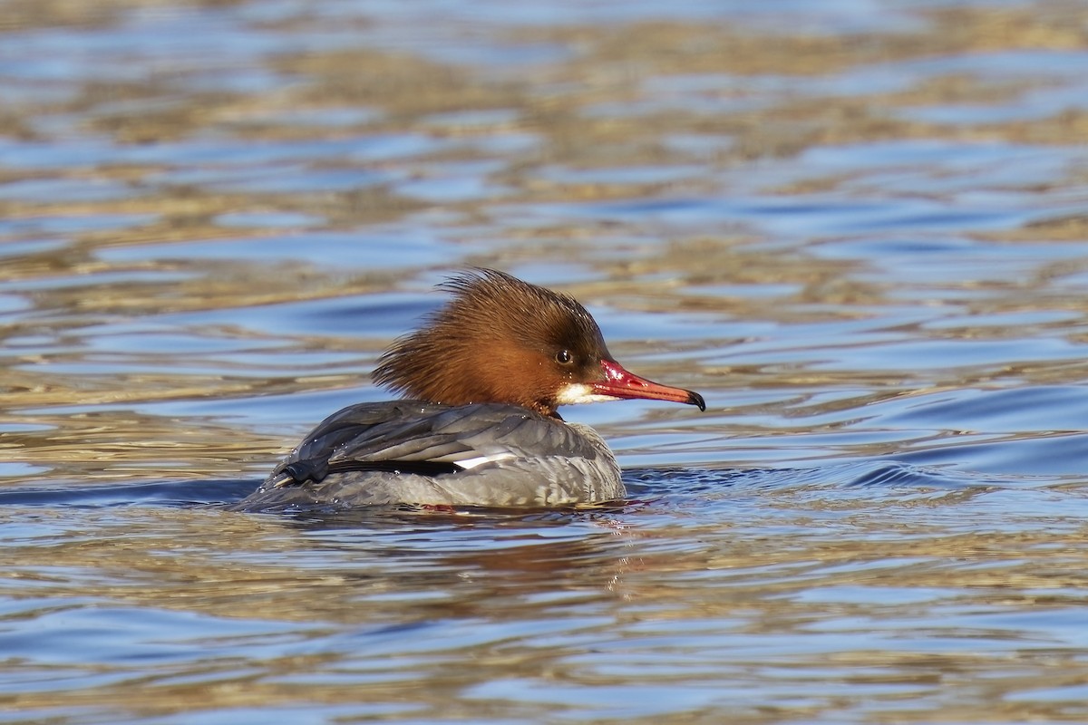 Common Merganser - ML540461551