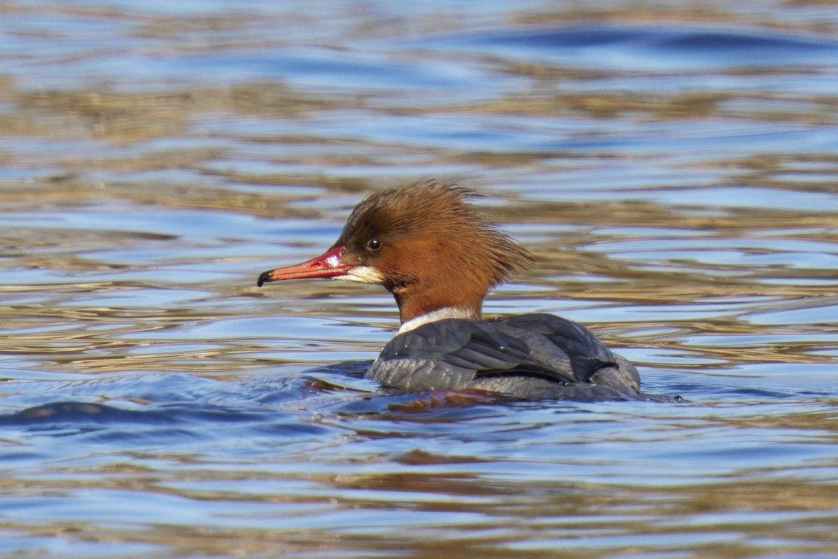 Common Merganser - ML540461561