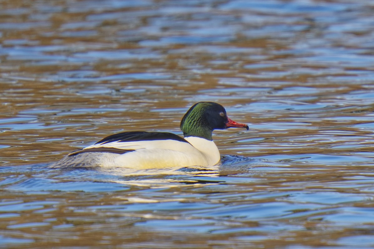 Common Merganser - ML540461581