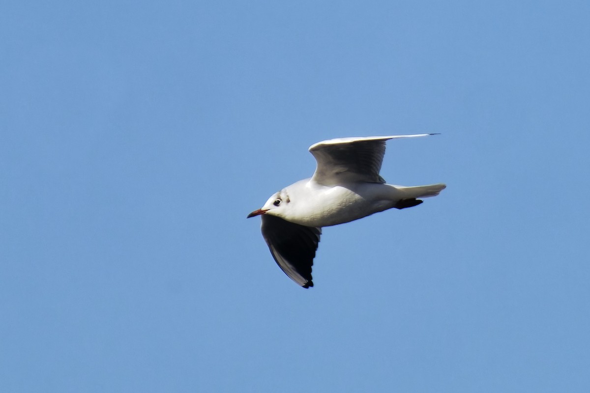 Black-headed Gull - ML540461771