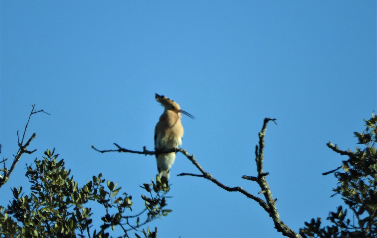 Eurasian Hoopoe - ML540462301