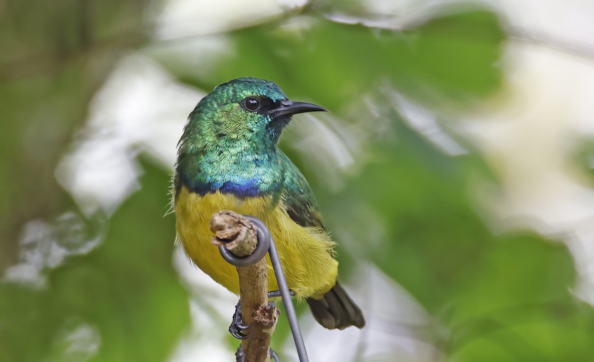 Collared Sunbird - ML540462381