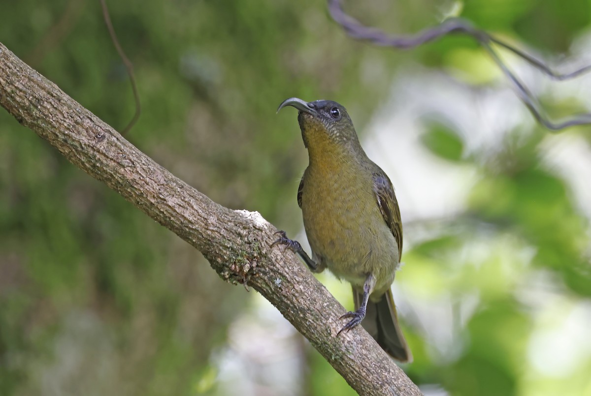 Olive Sunbird - ML540462481