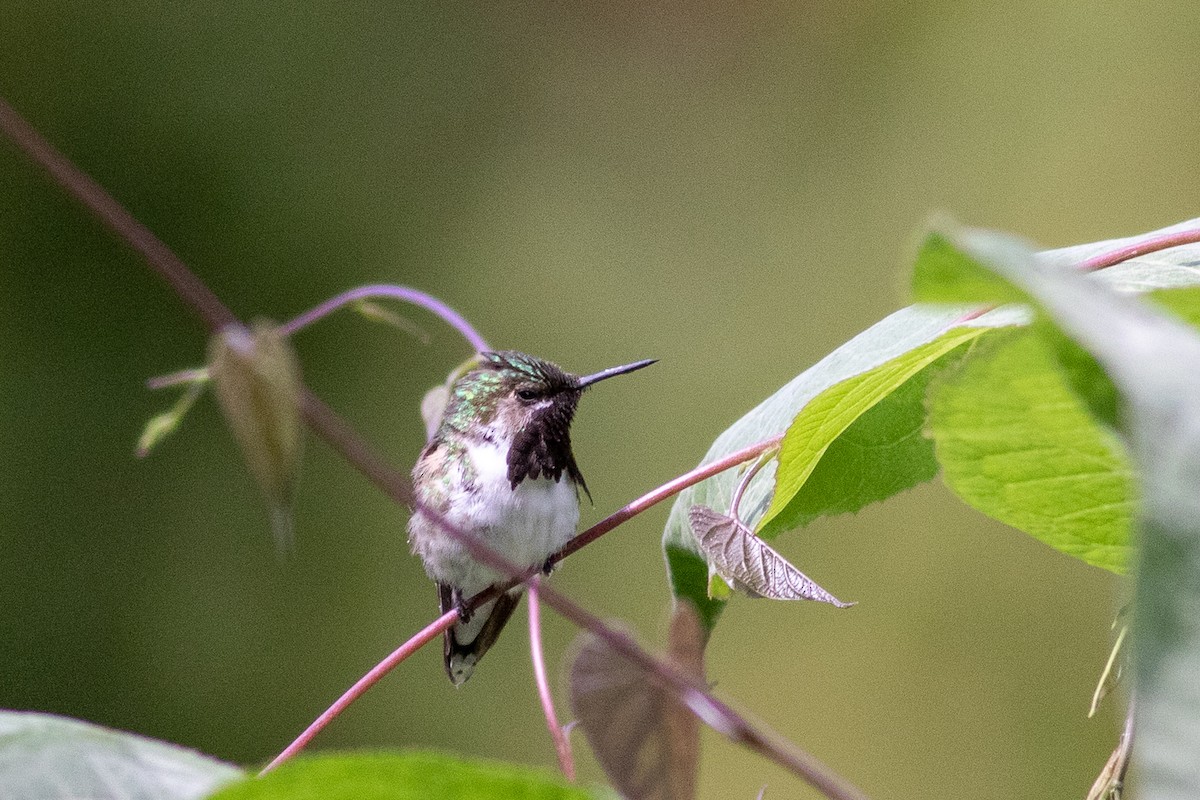 Bumblebee Hummingbird - ML540463611