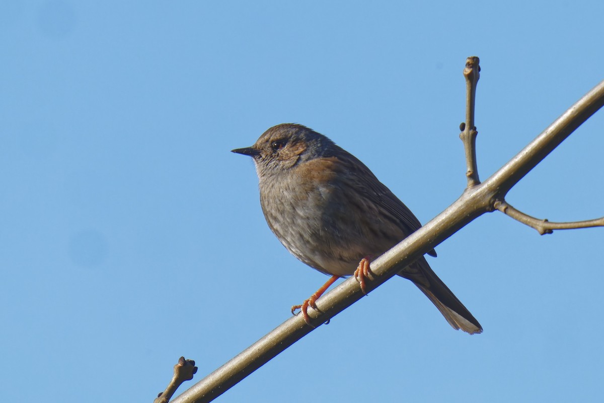 Dunnock - ML540463741