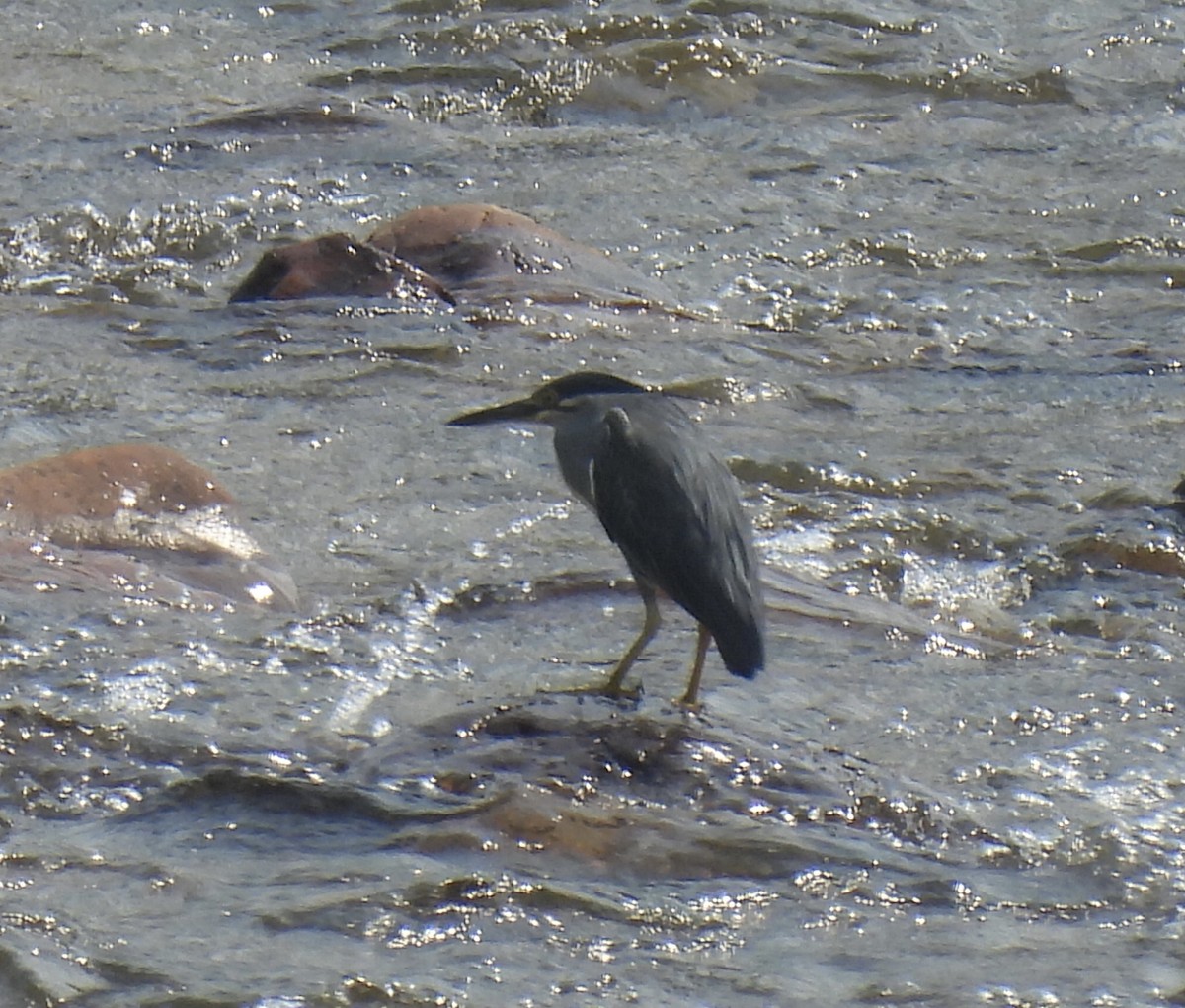 Striated Heron - ML540463901