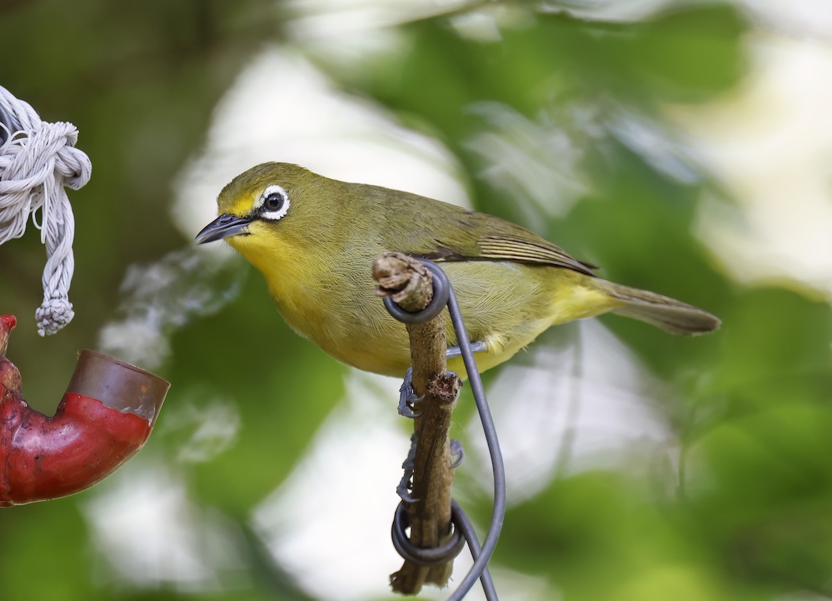 Cape White-eye - ML540465271