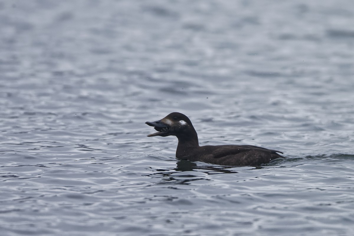 Velvet Scoter - ML540465881