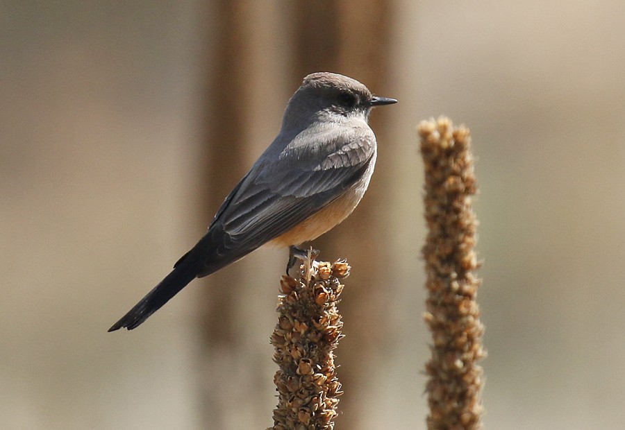 Say's Phoebe - ML54046641