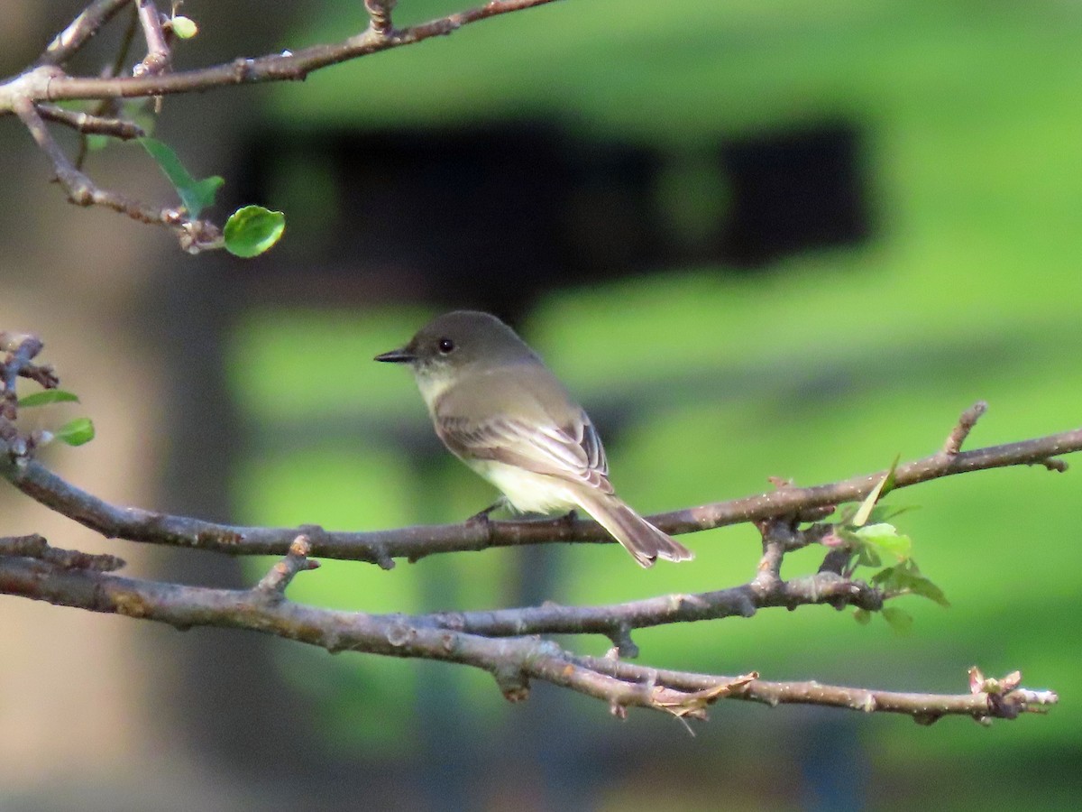 Eastern Phoebe - ML540466421