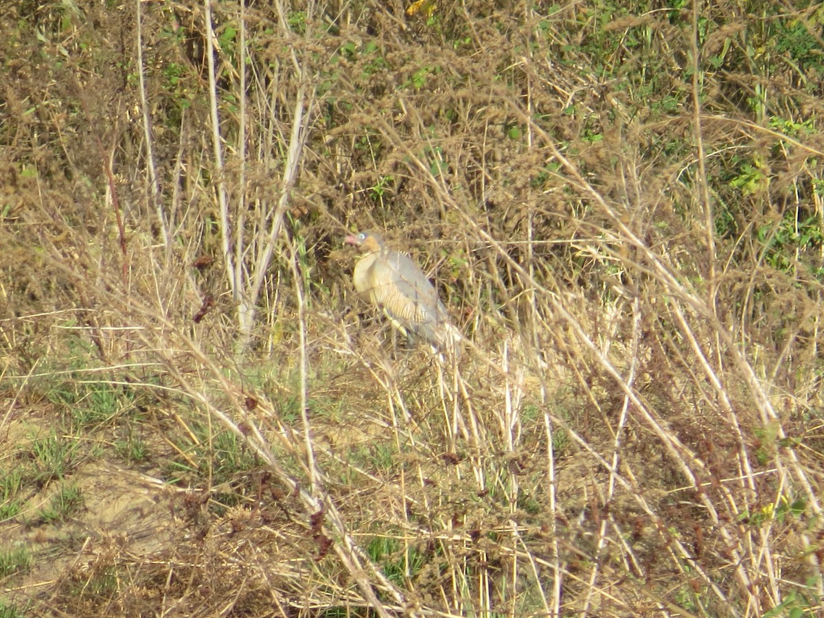 Garza Chiflona - ML540467741