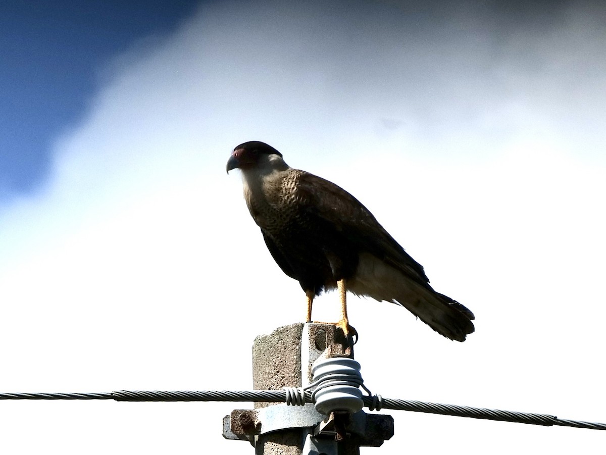 Crested Caracara - Barbara Coll