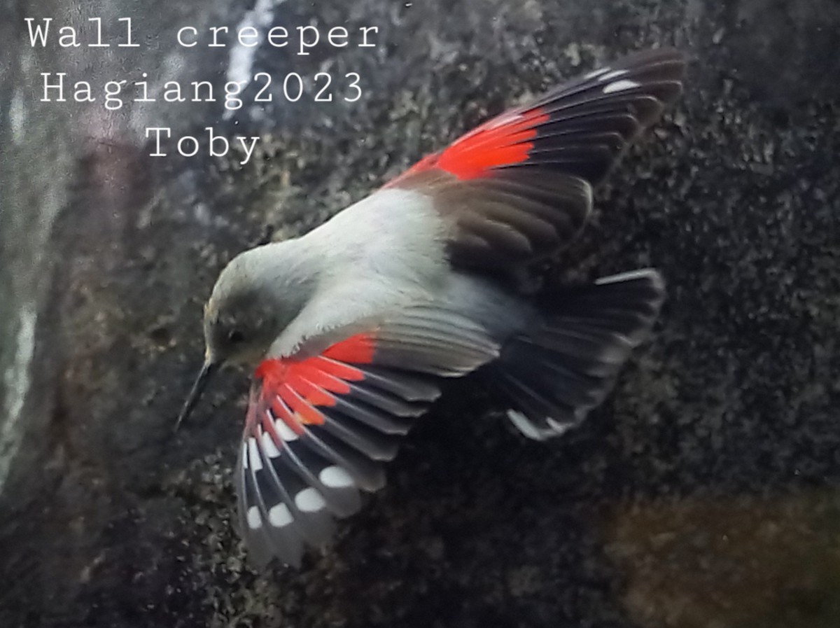 Wallcreeper - ML540469221