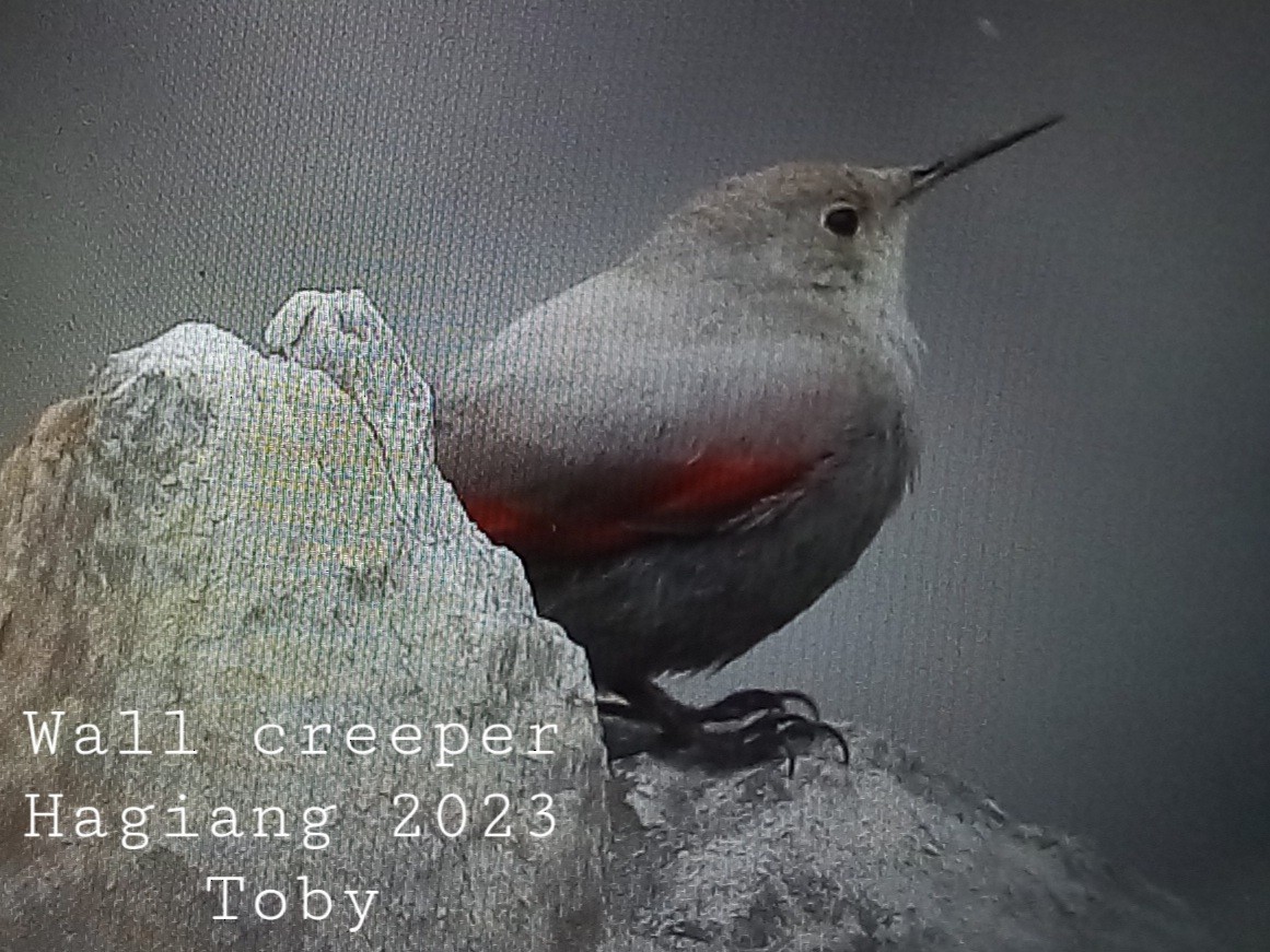 Wallcreeper - ML540469231