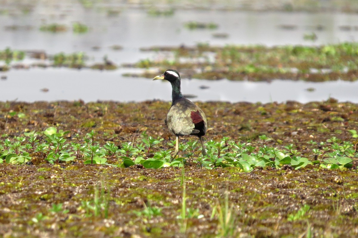 Bronze-winged Jacana - ML540469551